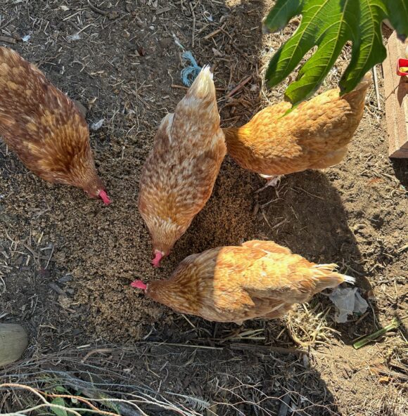 four brown chickens pecking in the dirt.