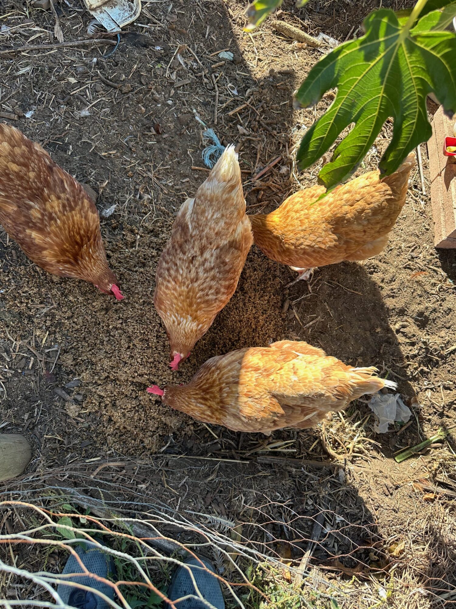 four brown chickens pecking in the dirt.