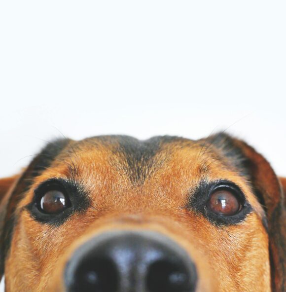 a tan and black dog looks directly at the camera. Only the top of its face is visible - nose, ears and brown eyes.