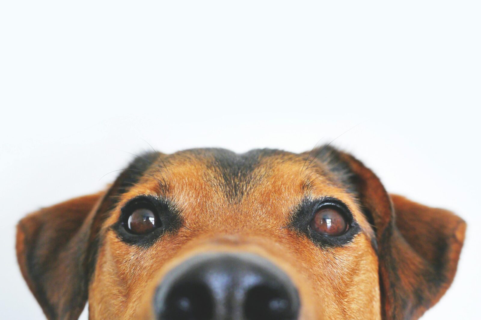a tan and black dog looks directly at the camera. Only the top of its face is visible - nose, ears and brown eyes.